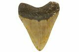 Fossil Megalodon Tooth - North Carolina #331629-1